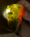 Унікальний камінець! На Сарненщині знайшли бурштин з комахою, якій 30-40 млн. років (ФОТО)