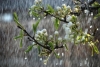 Упродовж тижня на Рівненщині очікуються короткочасні дощі