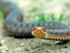 В лісі на Костопільщині на грибника напала змія