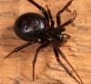 В оселі рівнян заповзають великі чорні павуки - псевдокаракурти