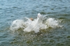В озері на Поліссі втопився 43-річний чоловік
