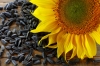 Вибір посівного матеріалу соняшника для вирощування по технології Євролайтинг