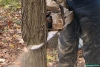 Від «Укрзалізниці» вимагають 500 тисяч за зрубані дерева