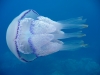 Відпочиваєте на морі – будьте обережні: атакують медузи!