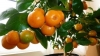 Виростіть власне мандаринове дерево