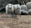 Військовики у Костополі не знають, звідки до них прийшло стадо овечок