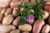 Як «оживити» картоплю