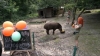 Як самка тапіра святкувала день народження в Рівненському зоопарку (ВІДЕО)