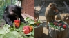 Як тваринам у Рівненському зоопарку допомагають пережити спеку (ВІДЕО)