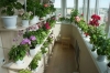 Які квіти посадити на балконі, щоб довго цвіли