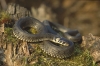 Які змії мешкають на Рівненщині (ФОТО)