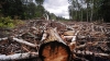 За розкрадання лісопродукції судитимуть трьох жителів Рівненщини