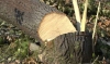 За те, що самовільно зрубали на Дубенщині 19 дерев, заплатять понад 120 тисяч гривень збитків