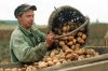 Замість дорогої гречки на Рівненщині — дешеву картоплю