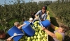 Заробітчани відмовляються їхати до Польщі на збір яблук, бо мало платять