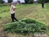 Житель Рівненщини вирощував коноплі поміж кукурудзою