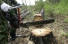 Житель Сарненщини заплатить штраф за порубку лісу