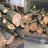 Звідки деревина? Патрульні на Рівненщині зупинили вантажівку з дубами
