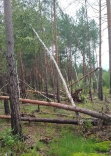 Буревій на Рівненщині ламав навпіл та викорчовував дерева у Національному парку (ФОТО)