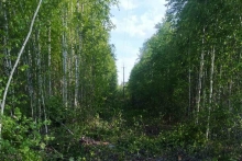 Через вирубку лісу знеструмили усе село на Поліссі
