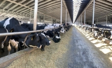 Ферма на Рівненщині виробляє чверть обсягу молока в області