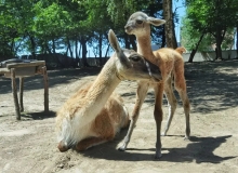 Гарнюня: у зоопарку в Рівному народився малюк-гуанако (ФОТО)