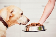 Користь лікувального корму для собак