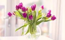 Квіти у вазі: для троянди води по вінця, а для тюльпанів — трішки