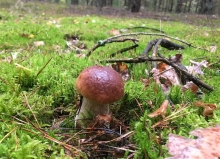 Ліси Рівненщини рясніють грибами (ФОТО)