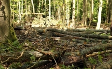 Лісничі з Рівненщини крали дуби на Волині для деревообробного підприємства