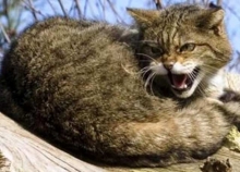 На Гощанщині визначили загрозливу зону, бо сказився кіт