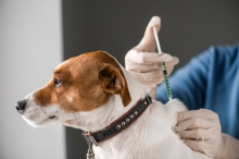 На Рівненщині вакцинували понад сто тисяч собак 