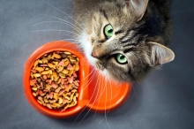 Основи вибору корму для котів: що потрібно знати кожному власнику?