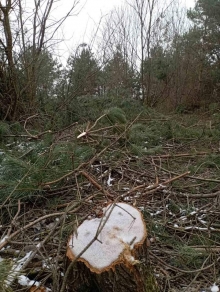 Поліція шукатиме «чорних» лісорубів, які зрубали на Березнівщині понад дві з половиною сотні дерев