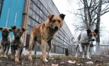 Посеред дня у селі на Рівненщині чоловік з рушниці відстрілював собак