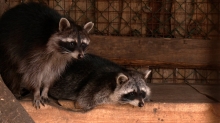 Рівненський зоопарк відкриває новий сезон: випустять врятованих кажанів та показово годуватимуть тварин