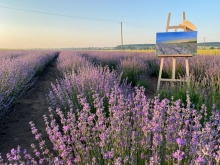 Розквітли лавандові поля на Здолбунівщині (ФОТО/ВІДЕО)