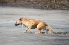 Рятувальники дістали двох собак із річки в Костополі