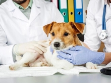 Собак на стерилізацію у Рівному приносьте самі, бо машина — на ремонті