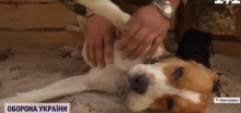 Собака на кордоні з Білоруссю сповіщає рівненських бійців про запуски ворожих ракет (ВІДЕО)