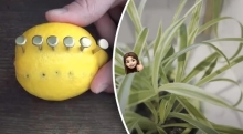 Цвяхи — в лимон: як це допоможе вазонам