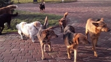 У Костополі отруїли дворових собак: підозрюють місцевих жителів 