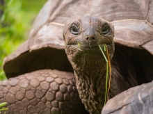 У Рівненському зоопарку будуть перегони черепах