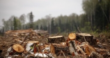 У Вараському районі незаконно вирубали кілька тисяч дерев у лісі
