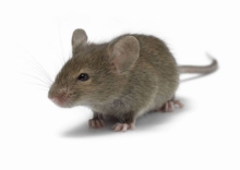 Учні знайшли мертву мишу у їдальні ліцею (ВІДЕО)
