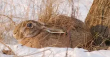 Ведмеді не сплять, зайченята народжуються раніше: чим небезпечна зміна клімату