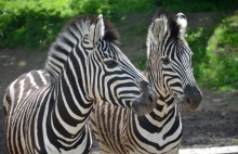Рівненський зоопарк шукає сторожа і тих, хто любить тварин