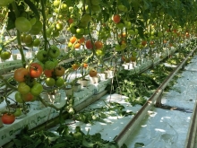 Вирощені в Україні: зорянські помідори та огірки - без жодної хімії