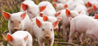 Африканська чума свиням не загрожує?
