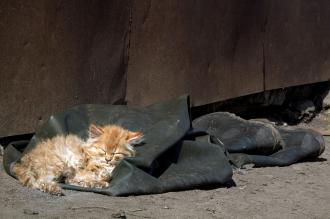 Бродячим котам Рівного — дорогу, - кажуть зоозахисники 